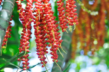 Areca fındığı veya Areca palmiyesi veya Areca catechu L tohumu veya ARECACEAE veya ağaçtaki Areca palmiyesi tohumu