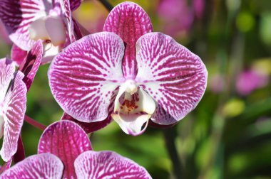 Ay orkidesi, güve orkidesi veya falaenopsis amabilis veya pembe ve kırmızı çiçek veya bahçede pembe ve kırmızı orkide