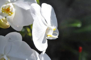 Ay orkidesi, güve orkidesi veya falaenopsis amabilis veya beyaz çiçek veya bahçede beyaz orkide