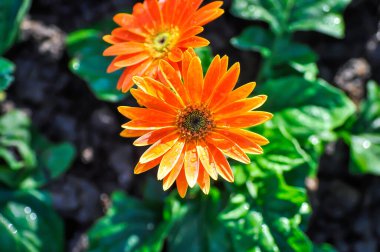 Gerbera, Barberton papatyası veya Compositae veya Gerbera jamesonii Bolus veya Gerbera jamesonii ex Hook of the garden