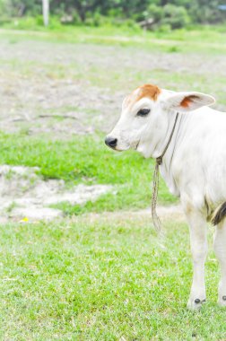Genç inek, genç öküz