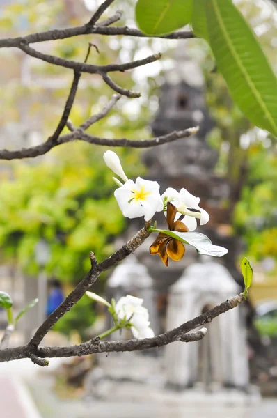 Plumeria,pagoda tree,white flowers in the temple — Stock Photo, Image