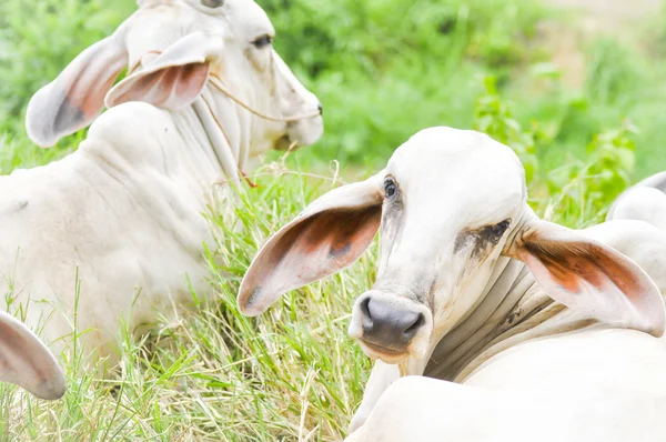 Vacas, bueyes — Foto de Stock