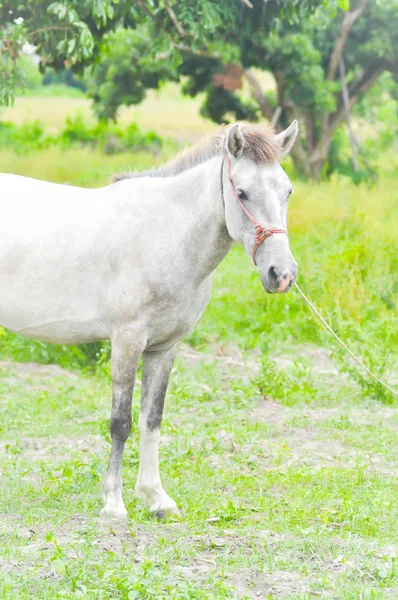 White horse — Stock Photo, Image