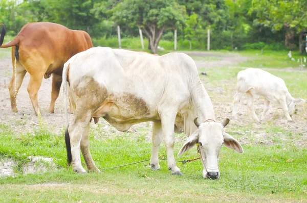 Vache et boeuf — Photo