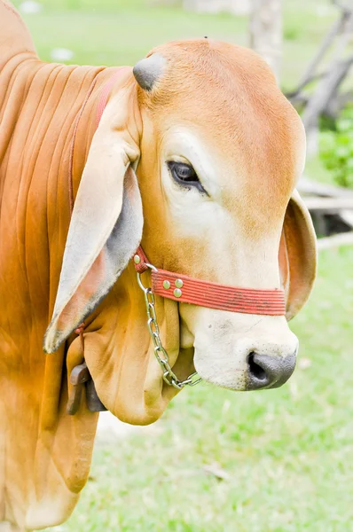 Amerikanische brahmanische Kuh — Stockfoto