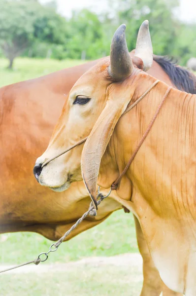 Американская брахманская корова — стоковое фото