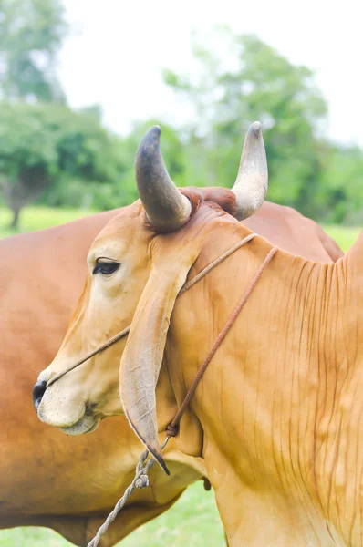 Amerikanische brahmanische Kuh — Stockfoto