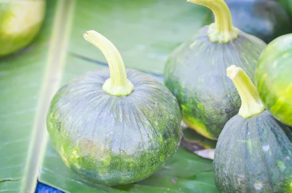 Pumpkin,green pumpkin,small pumpkin — Stock Photo, Image