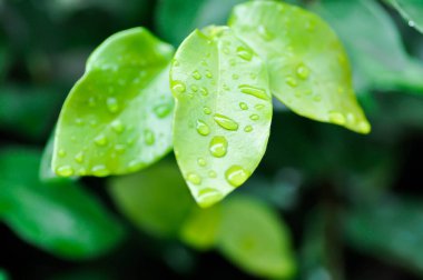 Ficus pumila veya tırmanma inciri veya moraseAE ve yağmur damlası veya çiy damlası