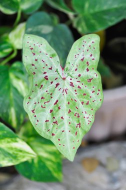 Caladium Miss muffet veya Caladium, Caladium Bicolor Vent veya Caladium bicolor veya çift renkli bitki
