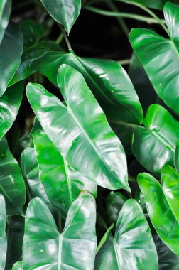 Philodendron Burle Marxii veya araceae, Burle Marx veya Philodendron veya Philodendron Burle Marx bahçede