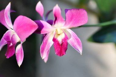 Cooktown Orkidesi, dendrobium bigibbum veya kırmızı orkide veya Bulbophyllum veya dendrobium orkidesi veya Dendrobium sp veya ORCHIDACEAE veya kırmızı çiçek