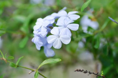Cape Leadwort, PLUMBAGINACEAE veya Plumbago auriculata Lam veya mavi çiçek veya bahçede mor çiçek
