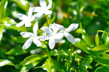 Cape Jasmine, Gardenya yaseminoides veya Gardenya veya Crepe Jasmine veya Arctic Snow veya Samanyolu veya Kartanesi veya RUBIACEAE veya beyaz çiçek