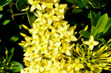 Ixora chinensis Lamk, Ixora spp veya Zephyranthes veya Batı Hint Jasmine veya sarı ixora veya sarı çiçek