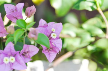 Bougainvillea ya da kağıt çiçek, mor kağıt çiçek ya da mor çiçek