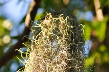 Tillandsia usneoides, İspanyol yosunu veya BROMELIACEAE Bahçede