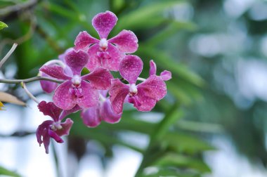 Vanda, Vanda sp veya aranda orkidesi veya x aranda veya orkide veya orkide veya pembe çiçek