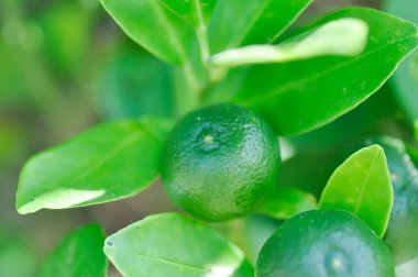 Citrus japonica Thunb veya Kumquat, Kumquat plant veya Cumquats veya Citrus Japonica Thunb veya RUTACEAE veya tohumlu veya meyveli portakal bitkisi