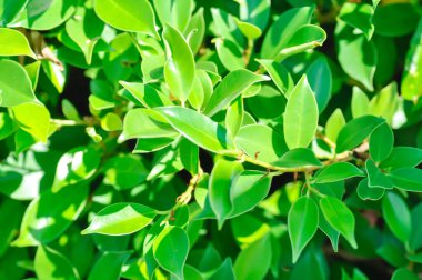 banyan ağacı veya Ficus annulata veya fius bengalensis veya banyan ağacı duvarı