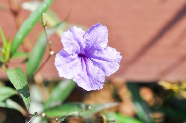 Hygrophila erecta, Purple petunia veya Wild Petunia veya Waterkanon, Watrakanu veya Minnieroot veya Demir kökü veya bahçede mor çiçek