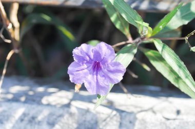 Hygrophila erecta, Purple petunia veya Wild Petunia veya Waterkanon, Watrakanu veya Minnieroot veya Demir kökü veya bahçede mor çiçek