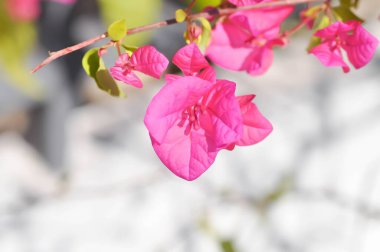 Bougainvillea veya kağıt çiçek, bahçede pembe kağıt çiçek