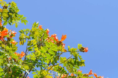 Afrika lale ağacı, bignoniaceae veya yangın çanı veya ormanın alevi veya Çeşme ağacı veya Spatthodea campanulata veya ağaçta portakal çiçekleri olan şırınga