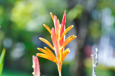 Heliconia psittacorum veya Cennet Kuşu, Strelitzia reginae veya Sterliziaceae çiçeği veya Heliconia çiçeği veya bahçedeki sarı çiçek