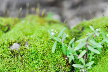 Green moss or bryophyta, moss on the rock in the garden