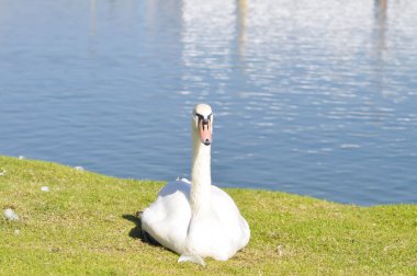 Kuğu veya Kuğu, Dilsiz Kuğu veya Kuğu rengi veya çimenlerin üzerindeki beyaz kuğu