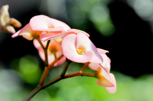 Квітка з тернових квітів, квітка з тернових квітів з червоних, Євфренія меліора — стокове фото