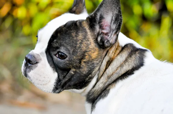 Zerstreute französische Bulldogge — Stockfoto