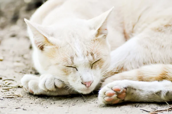 Gato adormecido — Fotografia de Stock