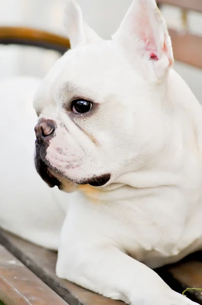 Bulldog francés en el banco — Foto de Stock