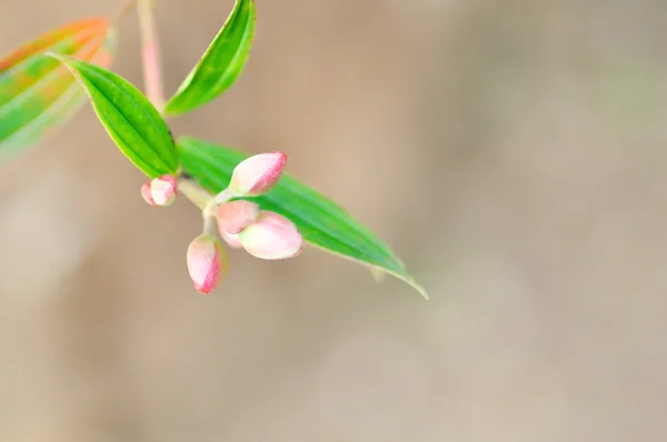 Botão de flor rosa — Fotografia de Stock