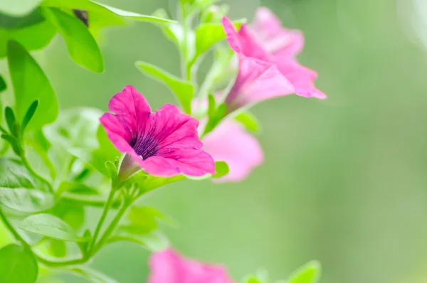 Petúnia, Petúnia hybrida — Fotografia de Stock