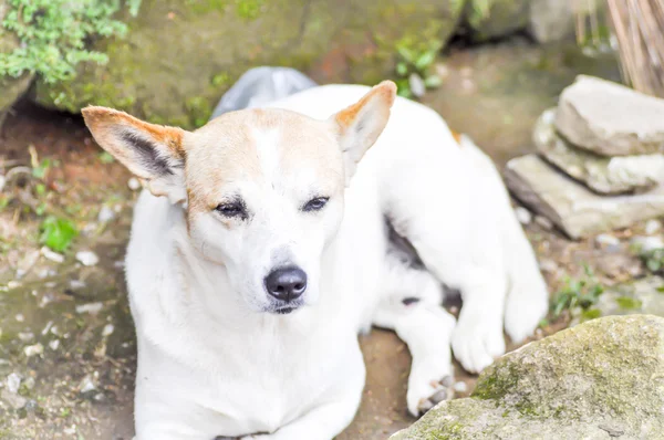 Anjing tidur. — Stok Foto