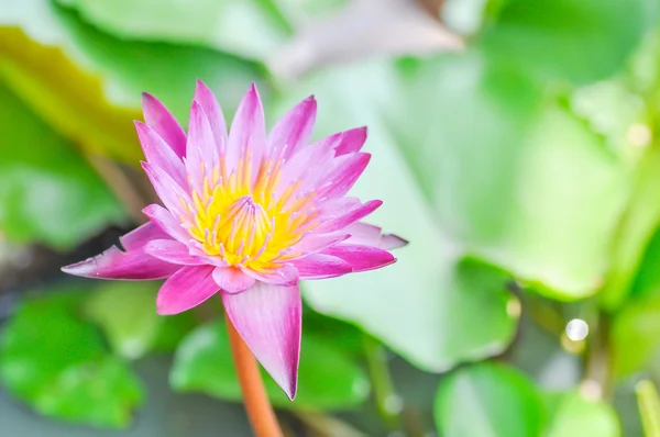 Violet lotus — Stock Photo, Image