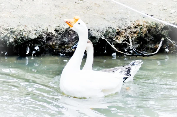 Gänse — Stockfoto