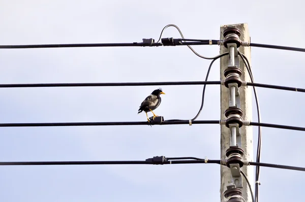 Strommast und ein Vogel — Stockfoto