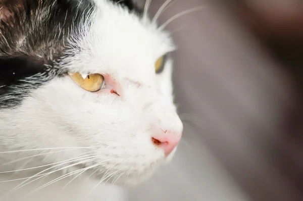 Eine weiße Katze — Stockfoto