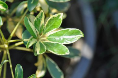 ARALIACEAE, Hawai Elfi veya Minyatür Umbrella Bitkisi veya Schefflera arboricola Hayata Merr veya Variegata Schefflera arboricola veya Variegated Dwarf Umbrella Tree veya bicolor