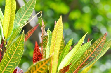 Codiaeum variegatium Blume or Croton, Variegated Laurel or Garden Croton or red leaf or red plant