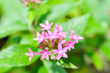 Pentas lanceolata , Egyptian star cluster or RUBIACEAE or Egyptian starcluster or Starflower or pink Egyptian starcluster flowers or pink flower