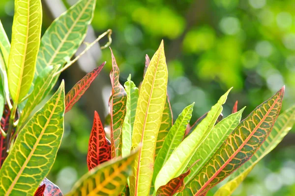 Codiaeum variegatium Blume or Croton, Variegated Laurel or Garden Croton or red leaf or red plant