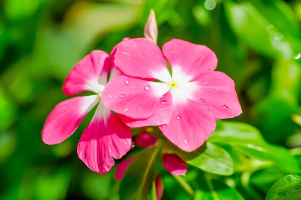 Madagaskar salyangozu çiçek