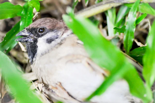 Sperling, Passant Montanus Vogel — Stockfoto