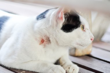 yaralı kedi
